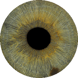 Auge Marco Wyss
