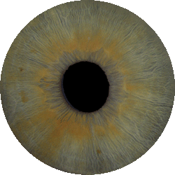 Irisbild Judith Wyss
